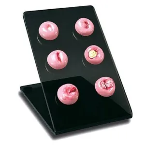 Desk-top Cervical Replicas Model
